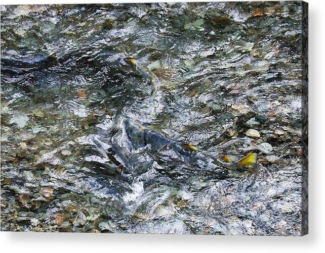 Salmon Acrylic Print featuring the photograph Salmon 17A by Sally Fuller