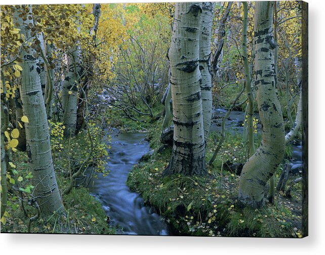 Creek Acrylic Print featuring the photograph Sherwin Creek Twilight, Mammoth Lakes, California by Bonnie Colgan