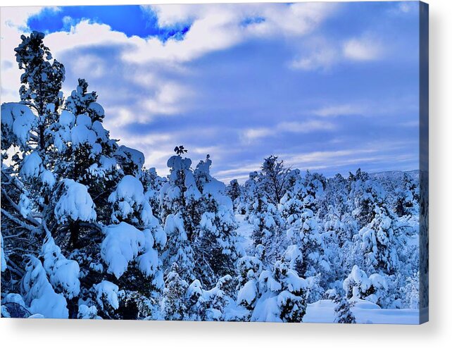 Zion Acrylic Print featuring the photograph Snow covered Pine Trees by Bnte Creations