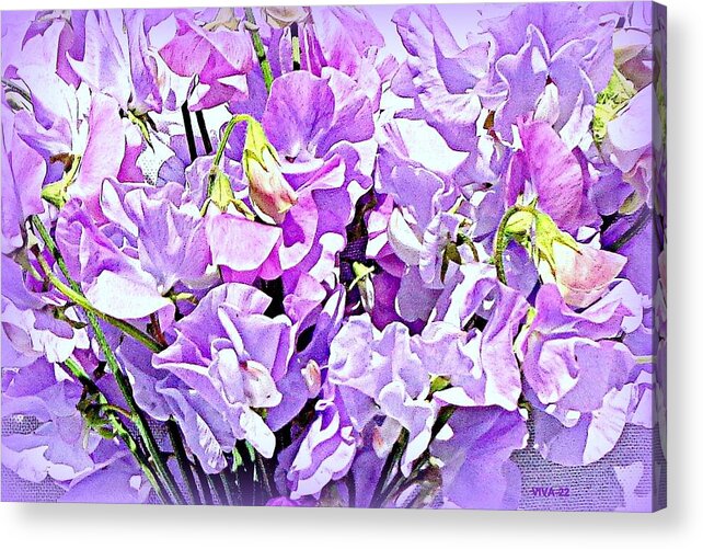 Sweetpeas Acrylic Print featuring the photograph Sweetpeas-2 - AuNaturel by VIVA Anderson