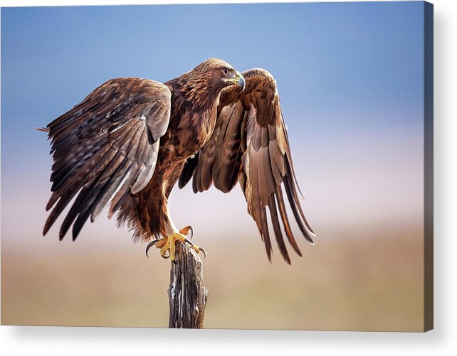 Golden Eagle Acrylic Print featuring the photograph Taking Flight by Doug Sims