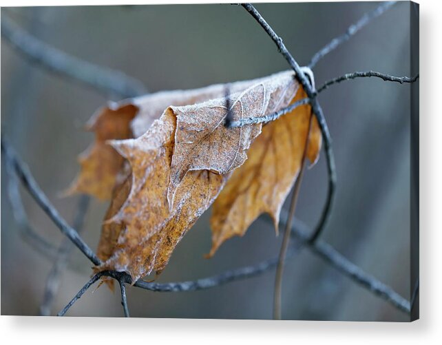 Frozen Leaf Acrylic Print featuring the photograph The Last February Leaf With Frost in Woodland by Aleksandrs Drozdovs