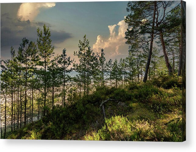 Dunescape #seascape#horizon# Blue Sky #impressive Clouds #trees#morning Sunshine #on The Beach#latvia Acrylic Print featuring the photograph View from dunes on the beach Latvia by Aleksandrs Drozdovs