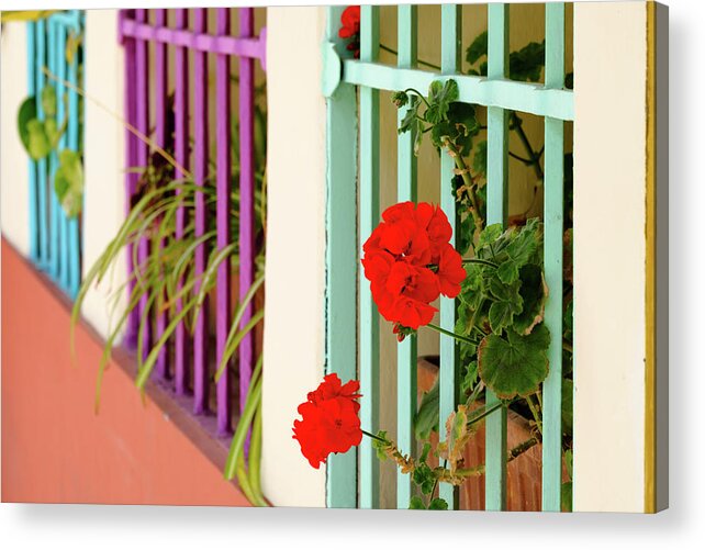 Wall Flowers Acrylic Print featuring the photograph Wall flowers by Gary Browne