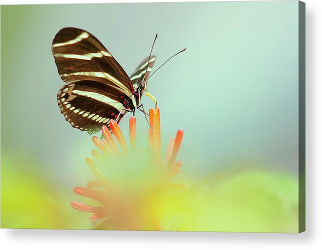 Beautiful Butterfly Photography Acrylic Print featuring the photograph Zebra In My Garden by Carol Eade