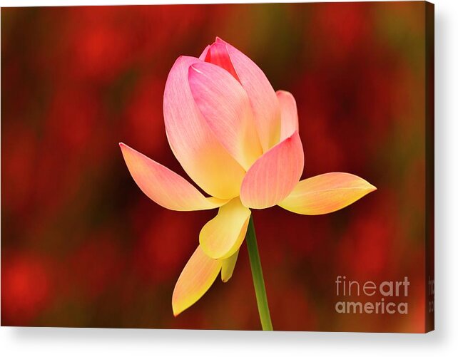 Flower Acrylic Print featuring the photograph Impressions by John F Tsumas