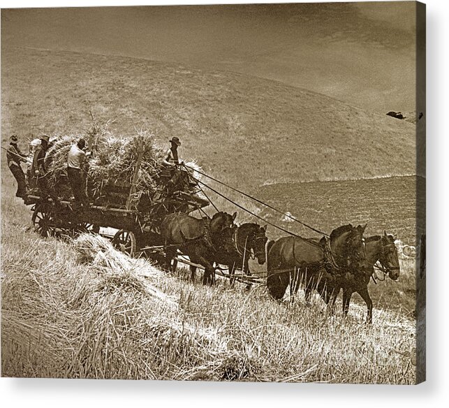 Hay Wagon Acrylic Print featuring the photograph Berta Ranch Hay wagon Carmel Valley California Circa 1940 by Monterey County Historical Society