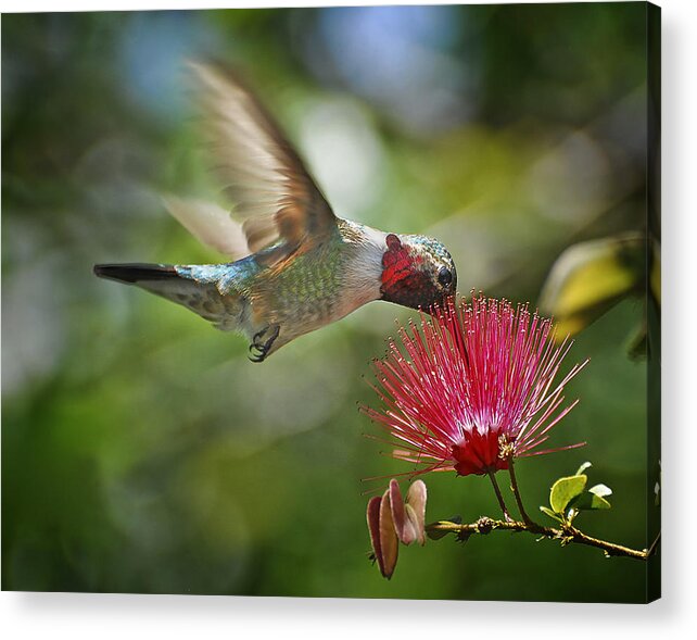 Hummingbird Acrylic Print featuring the photograph Sipping the Nectar by Carol Eade