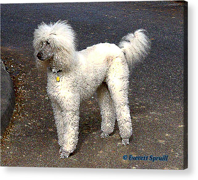 Everett Spruill Acrylic Print featuring the photograph White Poodle by Everett Spruill