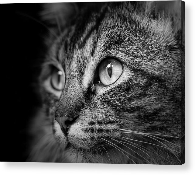 Cat Acrylic Print featuring the photograph Cat Stare BW by Rick Deacon