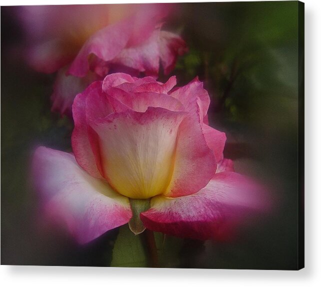 Rose Acrylic Print featuring the photograph June 2016 Rose No. 2 by Richard Cummings
