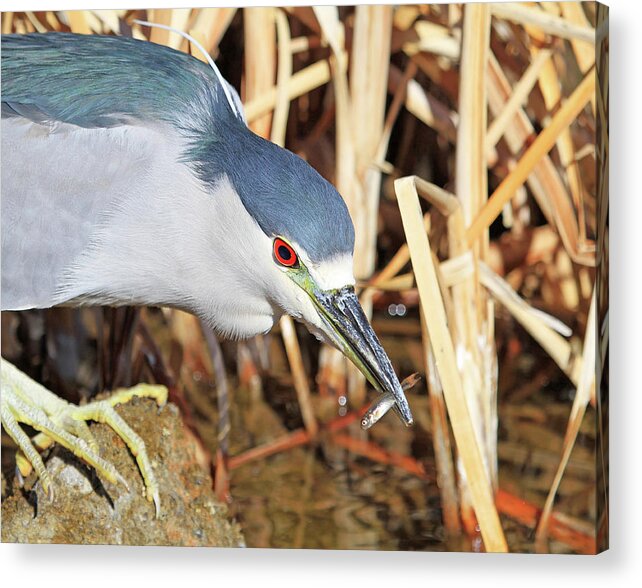 Black-crowned Night Heron Acrylic Print featuring the photograph Never Enough Minnows by Donna Kennedy