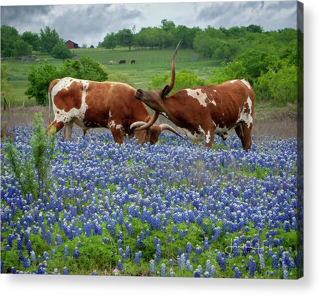 Longhorn Acrylic Print featuring the photograph Playing in the Bluebonnets by Linda Lee Hall
