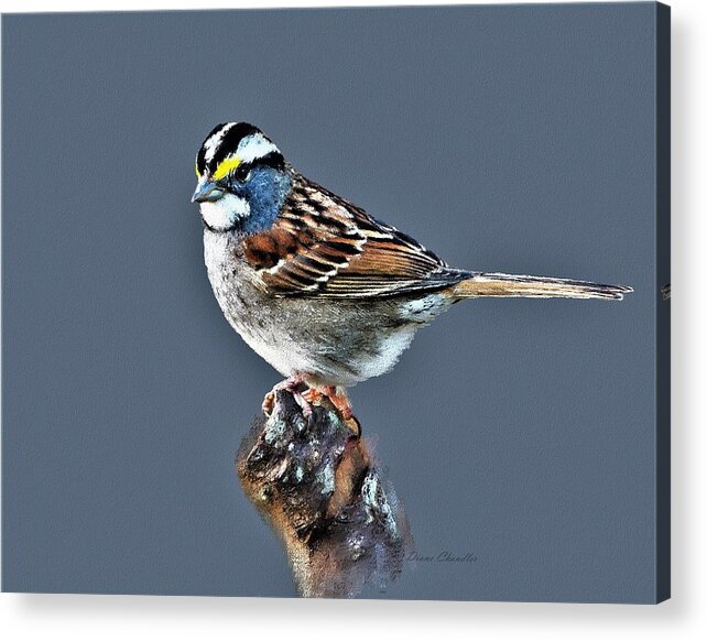 White Throated Sparrow Acrylic Print featuring the digital art White-Throated Sparrow by Diane Chandler