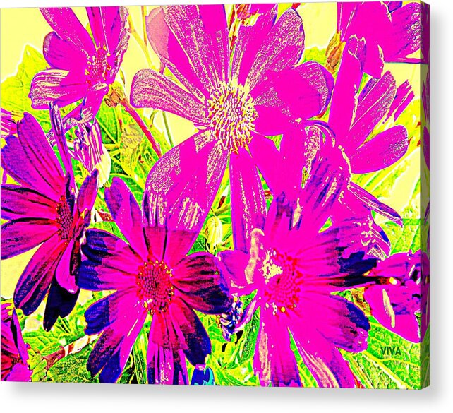 Pink Acrylic Print featuring the photograph HOT PINK CINERARIA - For Kay by VIVA Anderson