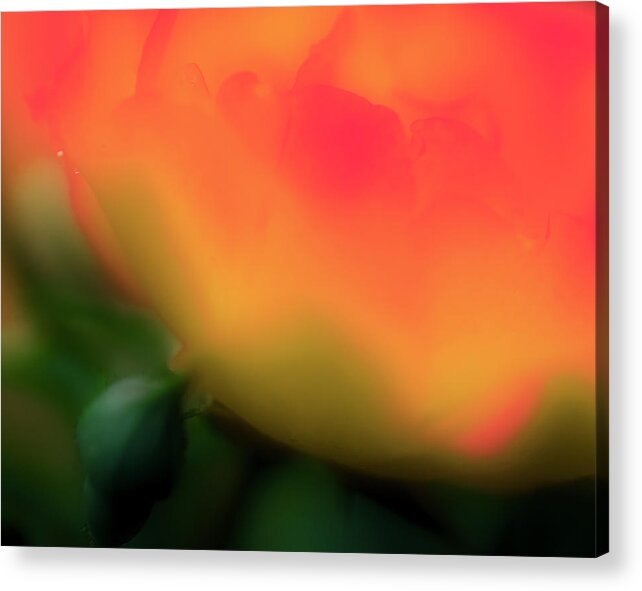 Rose Flower Acrylic Print featuring the photograph Satin Rose At Sunset by Aleksandrs Drozdovs