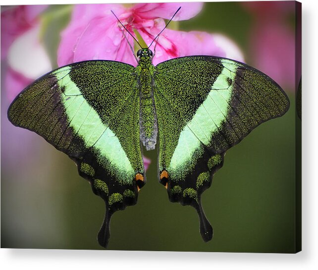 Butterfly Acrylic Print featuring the photograph Emerald Swallowtail by Carol Eade