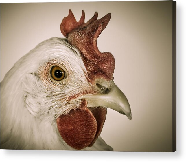 Bradley Clay Acrylic Print featuring the photograph Hen Pecked by Bradley Clay