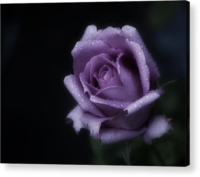 Purple Rose Acrylic Print featuring the photograph Purple Rose of Monday by Richard Cummings