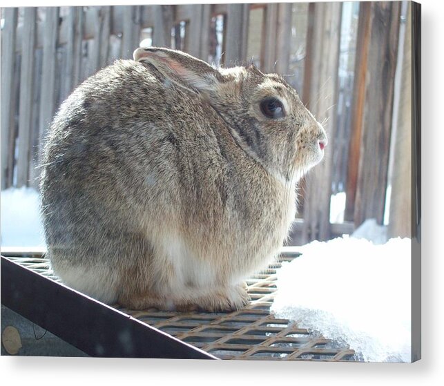 Animal Acrylic Print featuring the photograph Rabbit waiting for the snow to melt by Daniel Larsen
