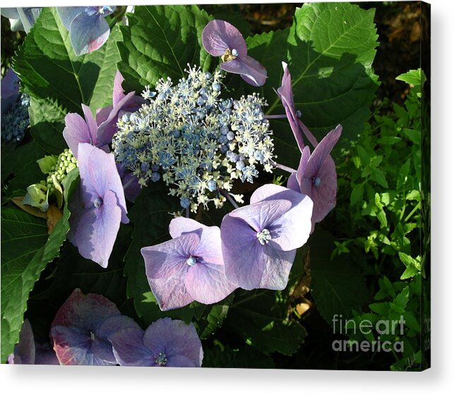Flowers Acrylic Print featuring the photograph Square Dance by Mark Messenger