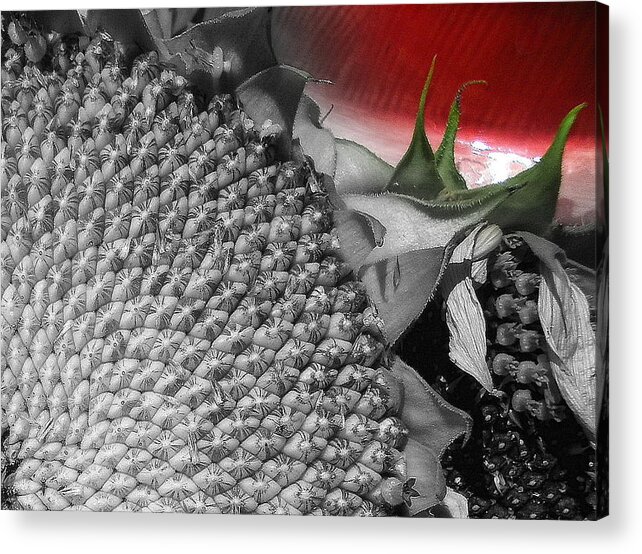 Ready Acrylic Print featuring the photograph Red E by Sian Lindemann