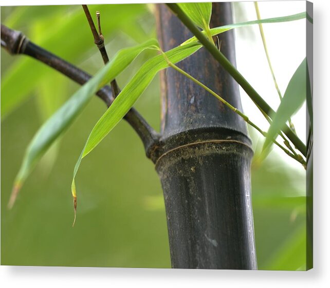 Black Acrylic Print featuring the photograph Bamboo Forest by Dale Jackan