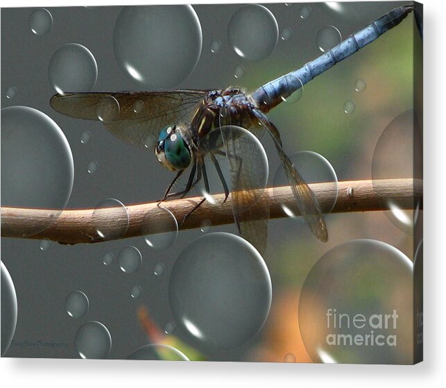 Dragonfly Acrylic Print featuring the photograph Dragonfly Opera by Roxy Riou