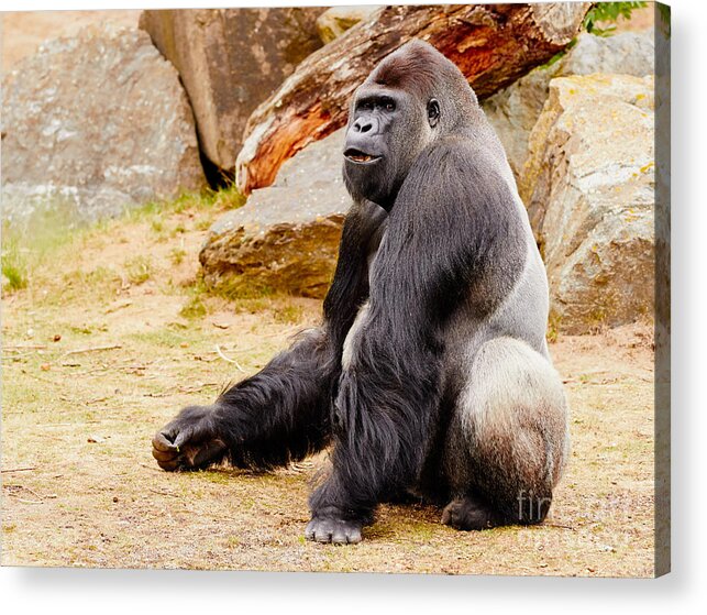 Gorilla Acrylic Print featuring the photograph Gorilla sitting upright by Nick Biemans