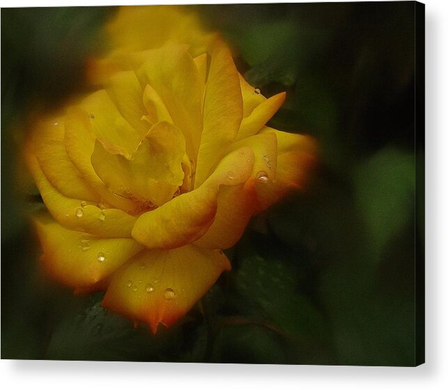 Rose Acrylic Print featuring the photograph May Rose in the Rain by Richard Cummings