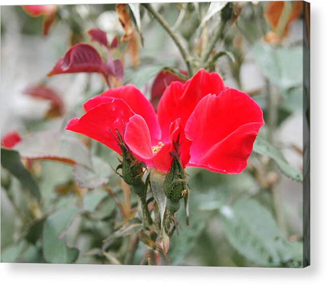 Red Rose Acrylic Print featuring the photograph Rosebuds n Red Rose by Margie Avellino