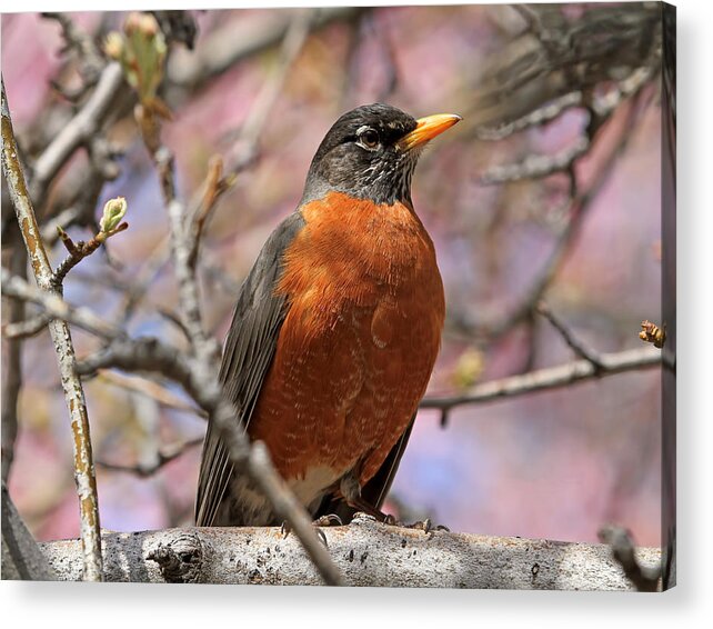 American Robin Acrylic Print featuring the photograph Spring Robin by Donna Kennedy