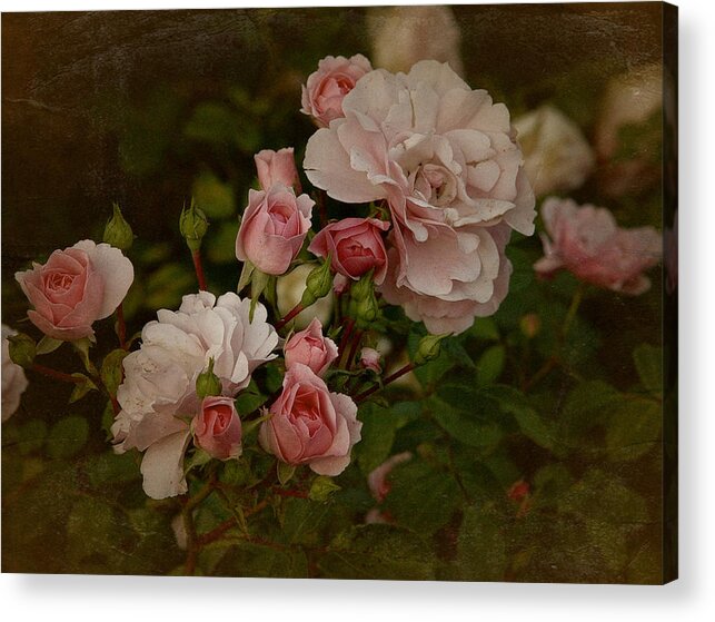 Rose Acrylic Print featuring the photograph Vintage June 2016 Roses by Richard Cummings