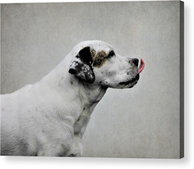 Dog Acrylic Print featuring the photograph Asher #1 by Diane Chandler