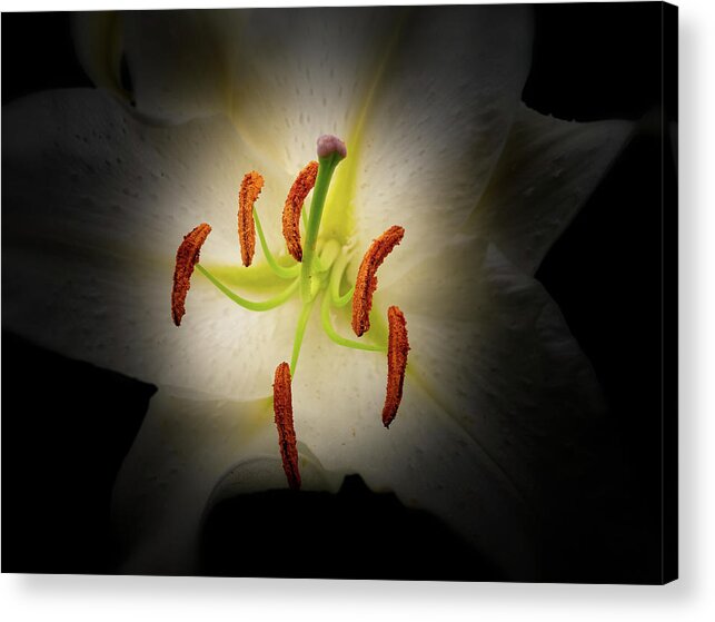 Oriental Acrylic Print featuring the photograph Oriental Lily by Thomas Hall