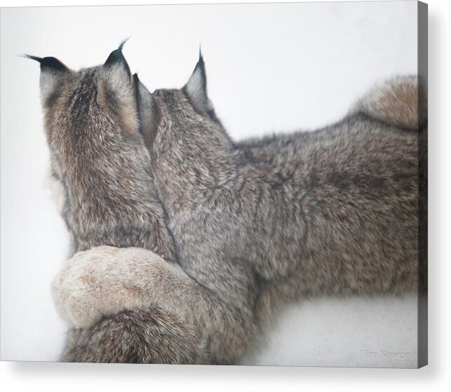 Lynx Acrylic Print featuring the photograph Forever Lynked by Tim Newton