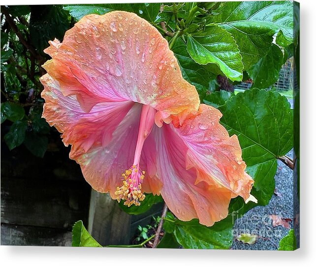 Hibiscus Acrylic Print featuring the photograph Orange hibiscus by Sheila Smart Fine Art Photography
