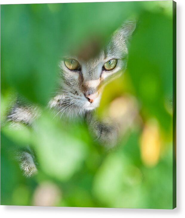Cat Acrylic Print featuring the photograph Untitled #100 by Vadim Grabbe