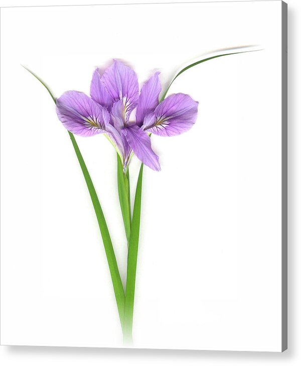  Acrylic Print featuring the photograph Native Iris by Sandi F Hutchins