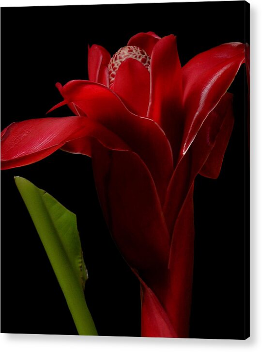 Red Torch Ginger Acrylic Print featuring the photograph Ginger Red by James Temple