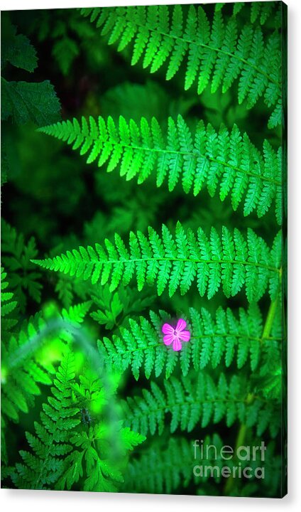 Pink Acrylic Print featuring the photograph Lone Pink Herb-Robert Flower with Braken Fern by Bruce Block