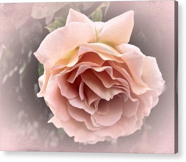 Rose Acrylic Print featuring the photograph Vintage Rose No. 3 #1 by Richard Cummings