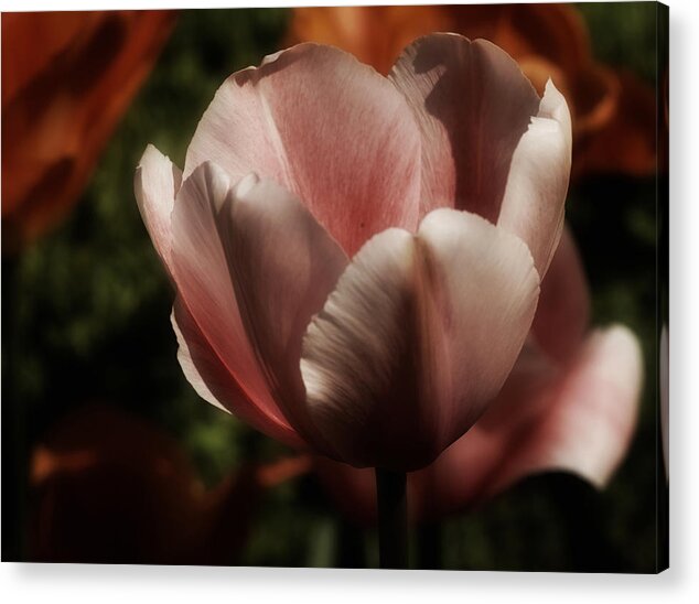 Tulip Acrylic Print featuring the photograph Tulip No. 2 by Richard Cummings
