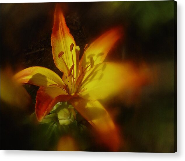 Lily Acrylic Print featuring the photograph June 2016 Lily by Richard Cummings