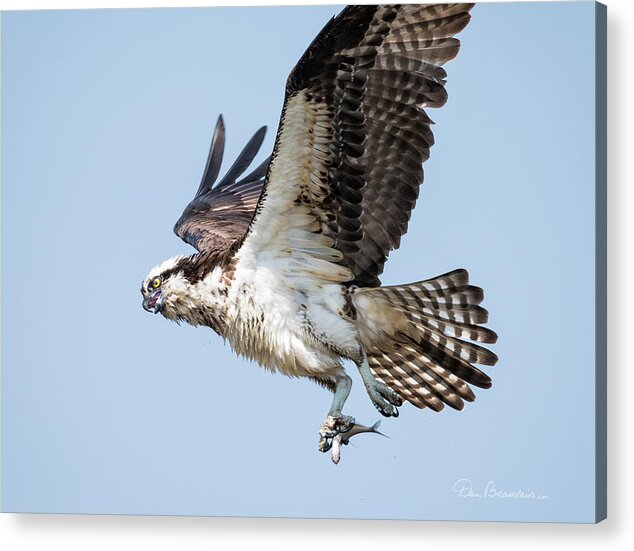Osprey Acrylic Print featuring the photograph Osprey with Fish 8847 by Dan Beauvais