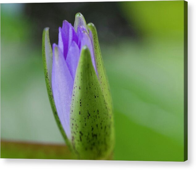 Florida Acrylic Print featuring the photograph A Purple Waterlily Ready to Bloom by L Bosco