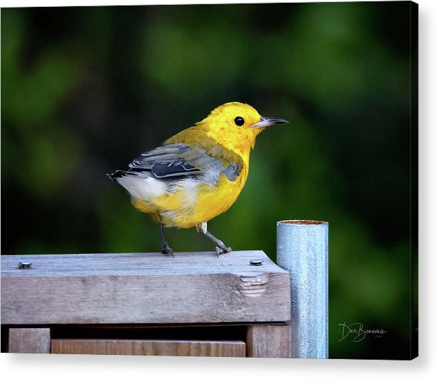 Prothonotary Warbler Acrylic Print featuring the photograph Prothonotary Warbler #3215 by Dan Beauvais