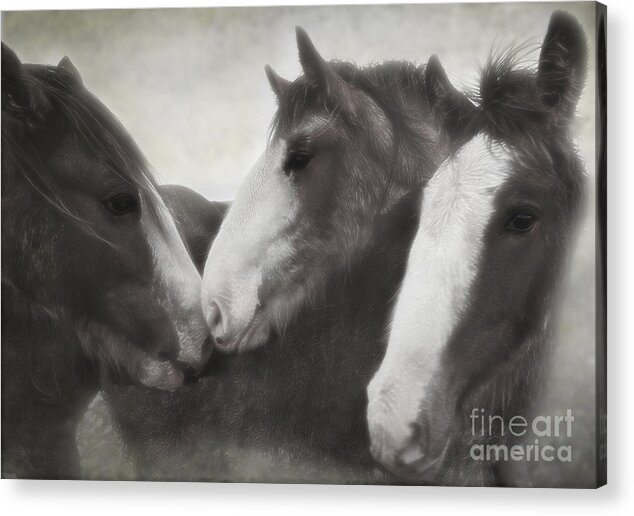 Clydesdale Horse Draught Horse Heavy Horse Mare Filly Foal Family Group Rain Storm Wet Acrylic Print featuring the photograph Family Gathering by Kype Hills