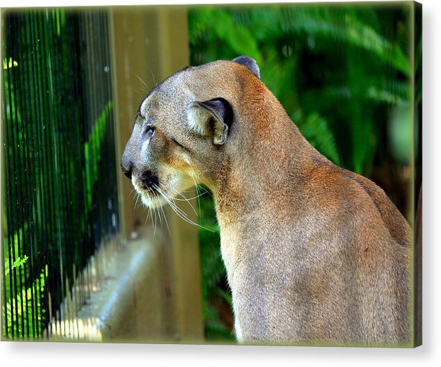 Panthers Acrylic Print featuring the photograph Florida Panther by Amanda Vouglas