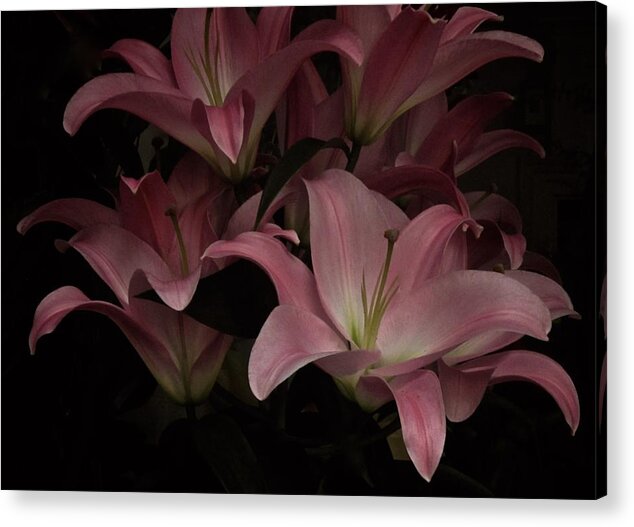 Pink Lilies Acrylic Print featuring the photograph Holiday Lilies by Richard Cummings